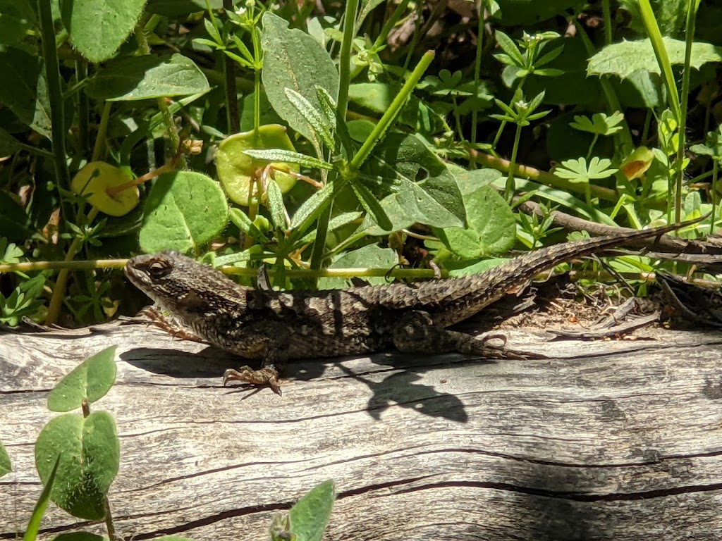 Thornewood Open Space Preserve | 21-99 Old La Honda Rd, Woodside, CA 94062, USA | Phone: (650) 691-1200