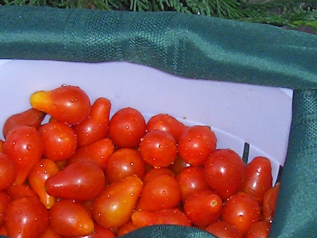 Angel Field Heirloom Tomatoes "Garden Seeds" " | 312 S Willard Ave, Hampton, VA 23663, USA | Phone: (757) 265-7784