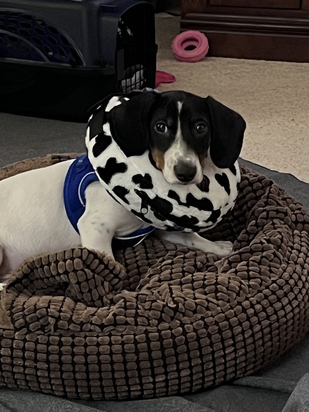 Seward Animal Hospital | 1040 South St, Seward, NE 68434, USA | Phone: (402) 643-3681