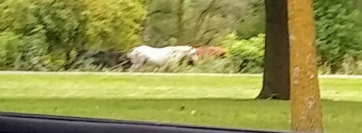 Holdridge Park | 850 Holdridge St, Foley, MN 56329, USA | Phone: (320) 968-7260