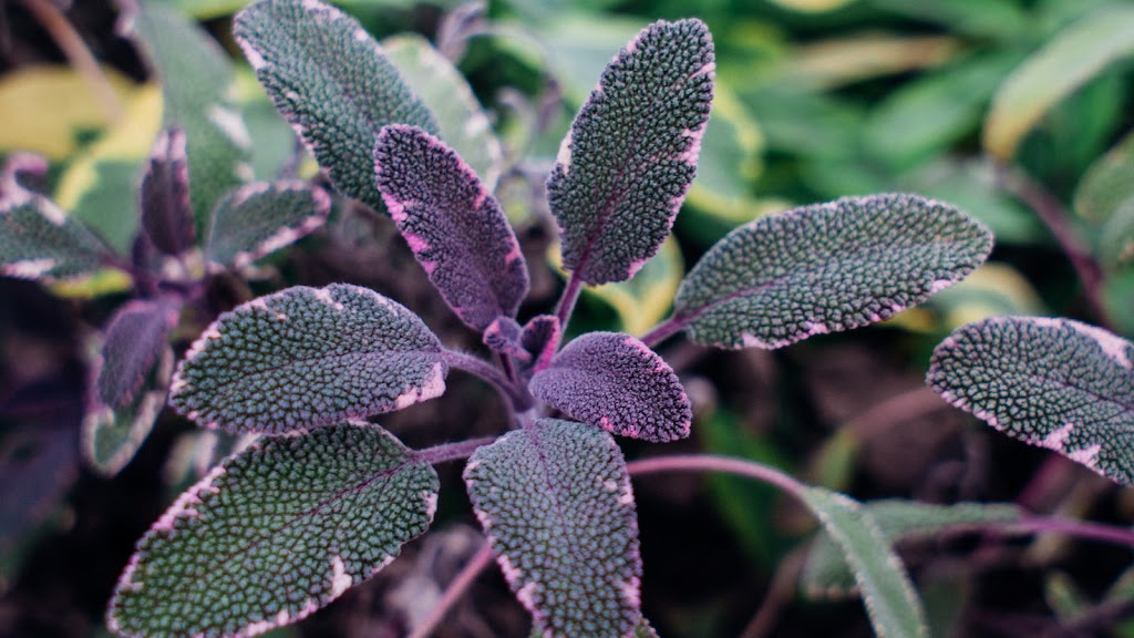 Purple Sage Farms | 11981 Bullock Rd, Middleton, ID 83644, USA | Phone: (208) 585-6140