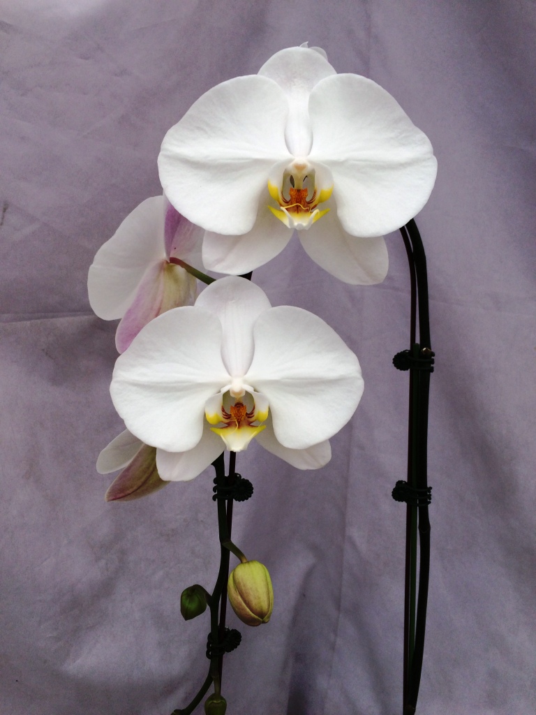 Ontario Orchids Inc | 703 Pomelo Dr, Vista, CA 92081, USA | Phone: (760) 631-0098