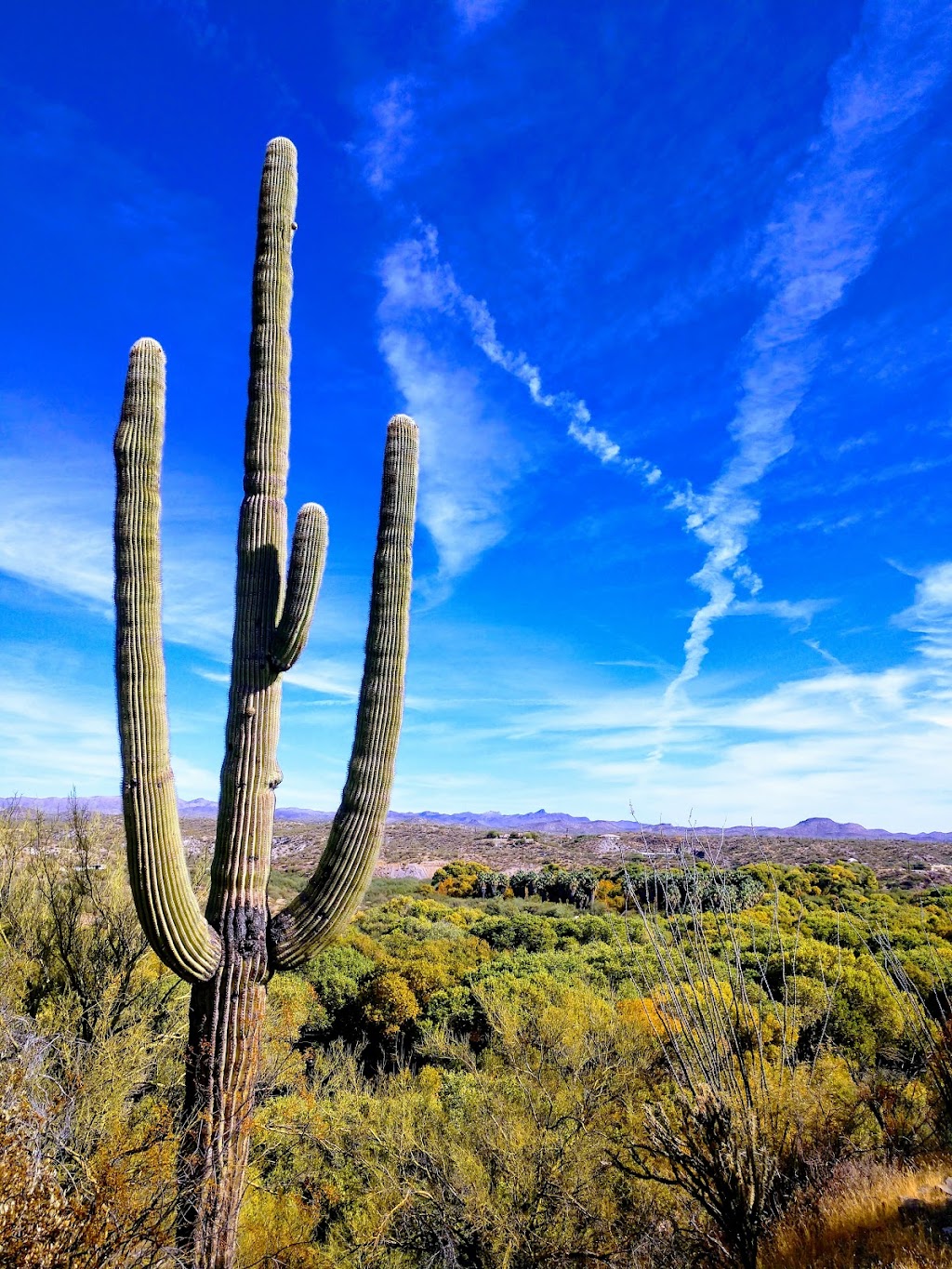 Hassayampa River Preserve | 49614 U.S. Hwy 60 89, Wickenburg, AZ 85390, USA | Phone: (928) 684-2772