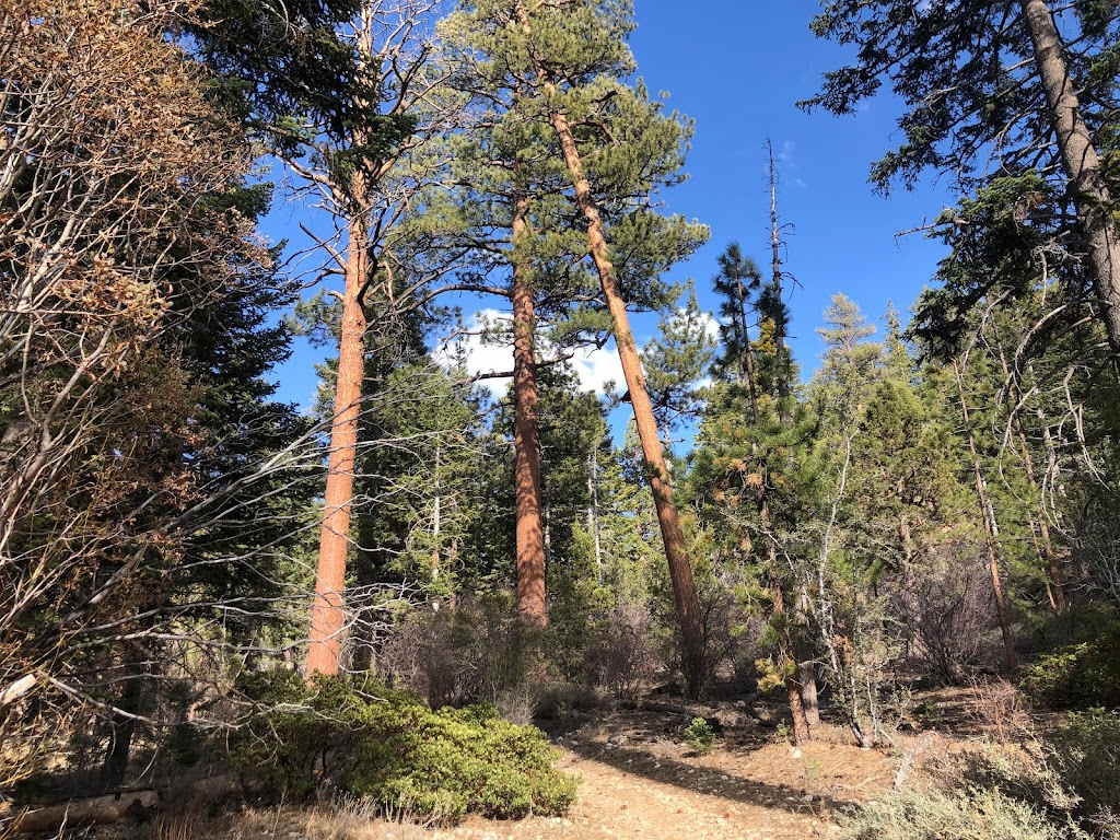 Sugarloaf National Recreation Trail 2E18 | 2196 Wildhorse Meadows Rd, Big Bear, CA 92314, USA | Phone: (909) 328-2790