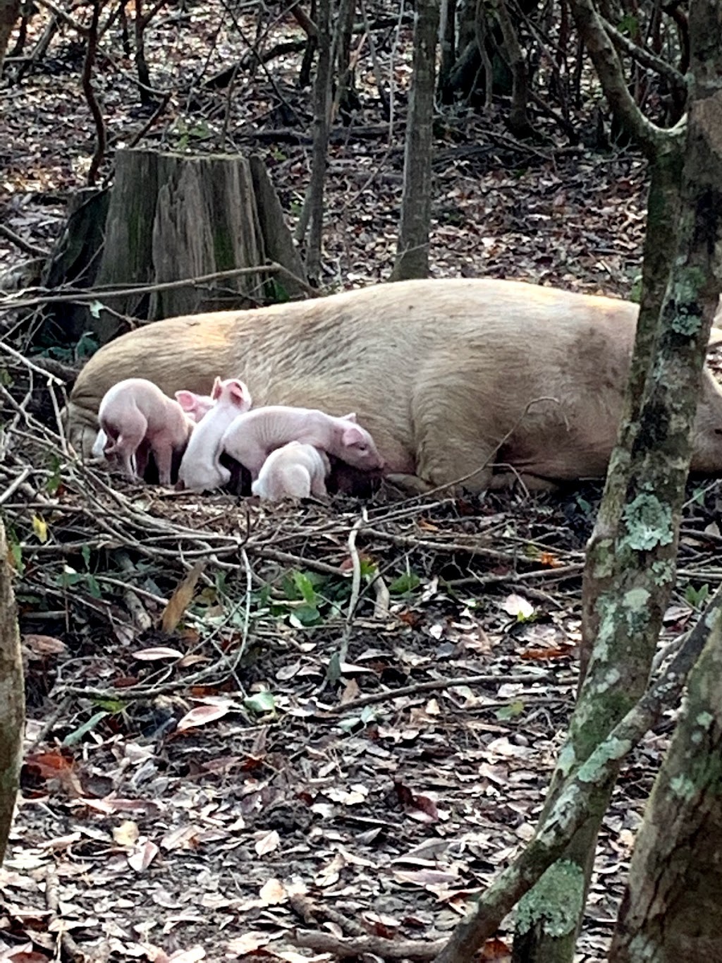 Black Creek Farm llc | 4421 MS-43, Picayune, MS 39466, USA | Phone: (601) 916-1610