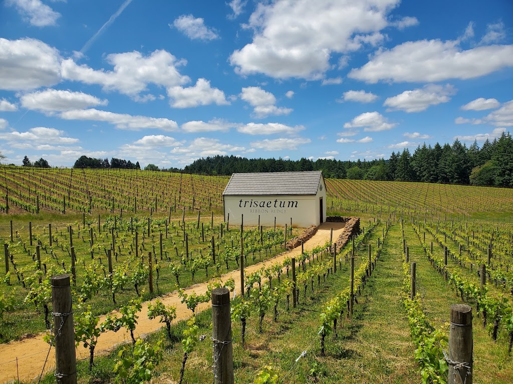 Trisaetum Winery | 18401 NE Ribbon Ridge Rd, Newberg, OR 97132, USA | Phone: (503) 538-9898