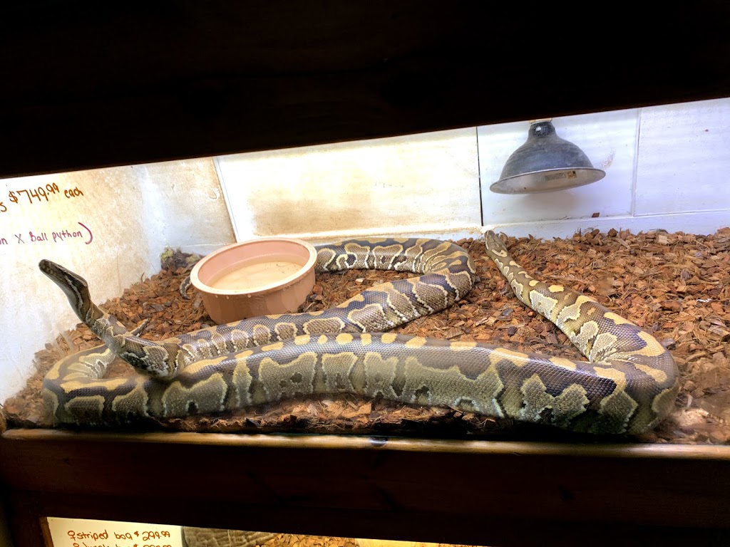 Pets Plus-Reptiles & Exotic | 421 West Ave, Lockport, NY 14094, USA | Phone: (716) 433-0460