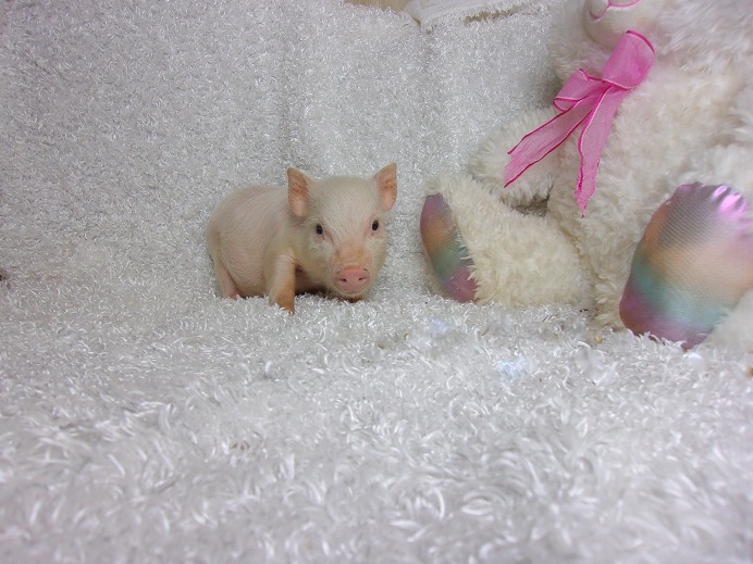 Teacup Pig |Micro Pigs | Teacup Pigs for Sale | 428 Emory Ln, Center Hill, FL 33514, USA | Phone: (352) 303-8371