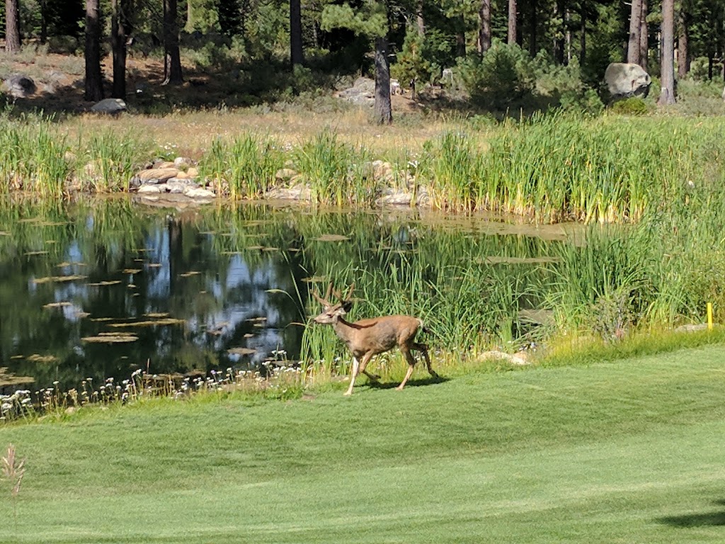 Coyote Moon Golf Course | 10685 Northwoods Blvd, Truckee, CA 96161, USA | Phone: (530) 587-0886