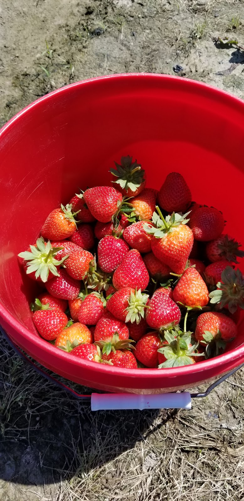 Williams Strawberry Farm | 1381 N Carolina Hwy 343 S, South Mills, NC 27976, USA | Phone: (252) 771-2647
