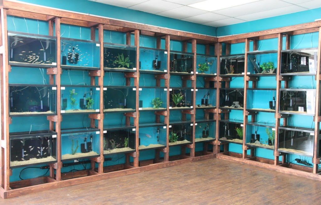 Clean Aquariums | 544 Rambow Dr, Monroe, MI 48161, USA | Phone: (734) 249-8065