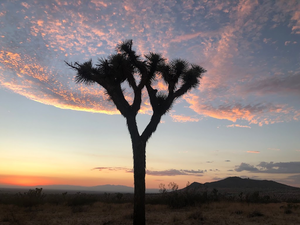 Saddleback Butte State Park Campground | 17201 E Ave K, Lancaster, CA 93535, USA | Phone: (661) 727-9899