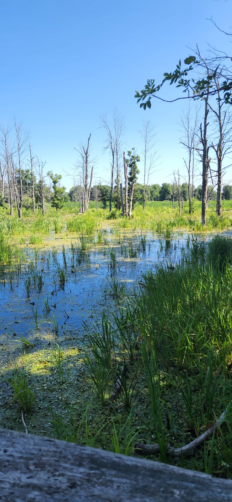 Iroquois National Wildlife Refuge | Casey Rd, Basom, NY 14013, USA | Phone: (585) 948-5445