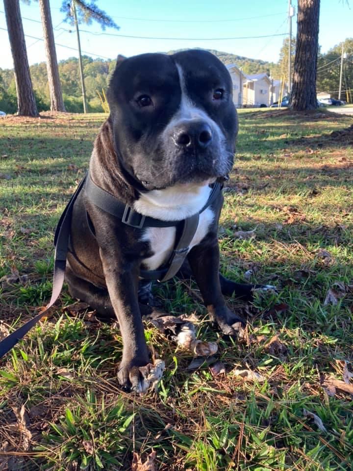 Childersburg Pet Clinic PC | 1440 Coosa Pines Dr, Childersburg, AL 35044 | Phone: (256) 378-7066