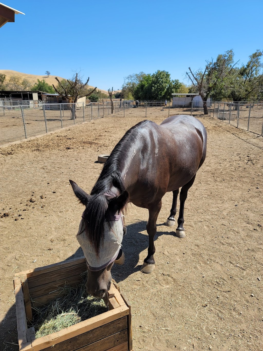 Equestrian Games Riding Academy | 17601 Marsh Creek Rd, Brentwood, CA 94513, USA | Phone: (510) 313-3171