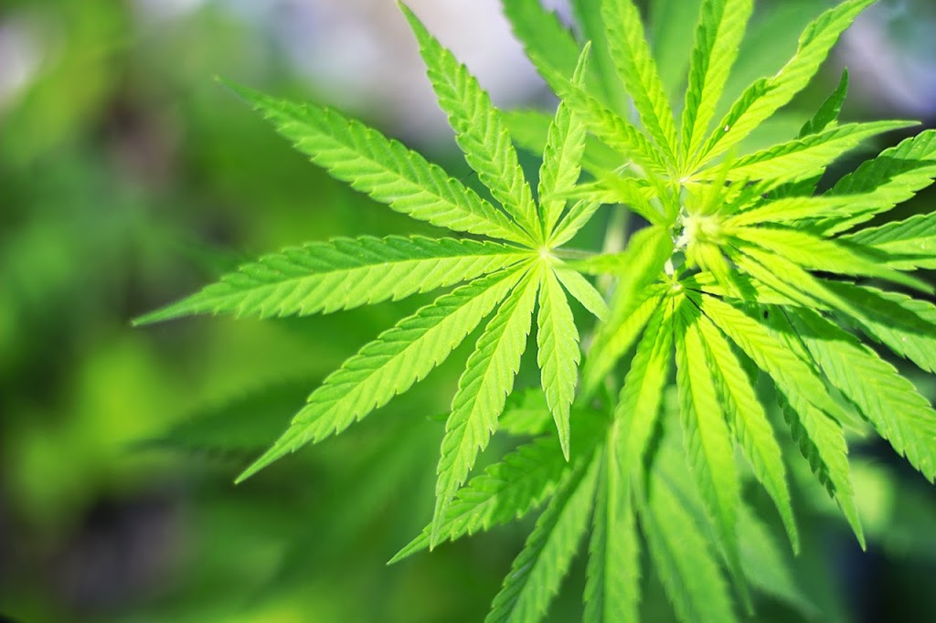 Willamette Valley Harvest Solution | 717 Schoen Rd, Silver Creek, WA 98585, USA | Phone: (503) 446-4238