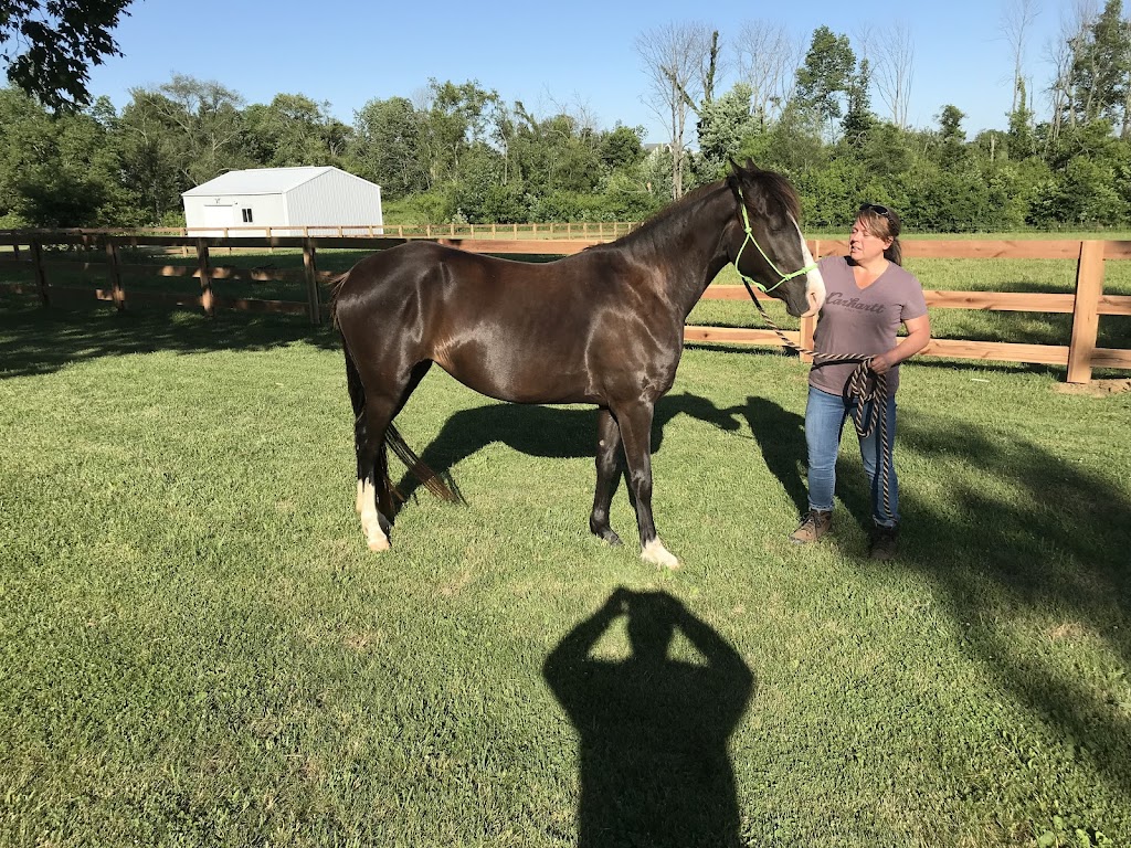 Cross Trails Stables | 1264 Ireland Rd, Wilmington, OH 45177, USA | Phone: (937) 750-1317