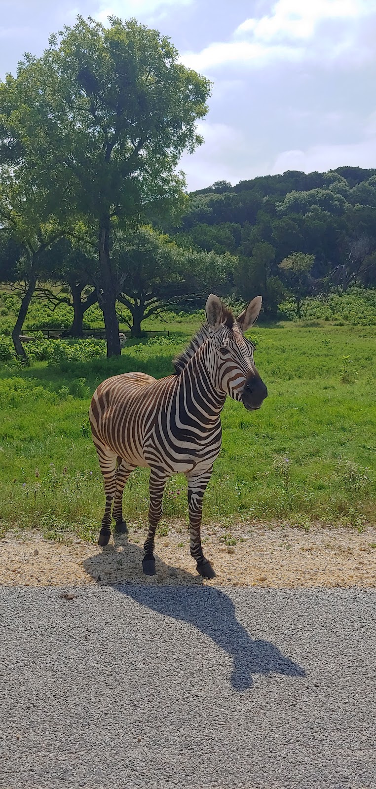 Fossil Rim Safari Campground | Unnamed Road,, Glen Rose, TX 76043, USA | Phone: (254) 897-2960