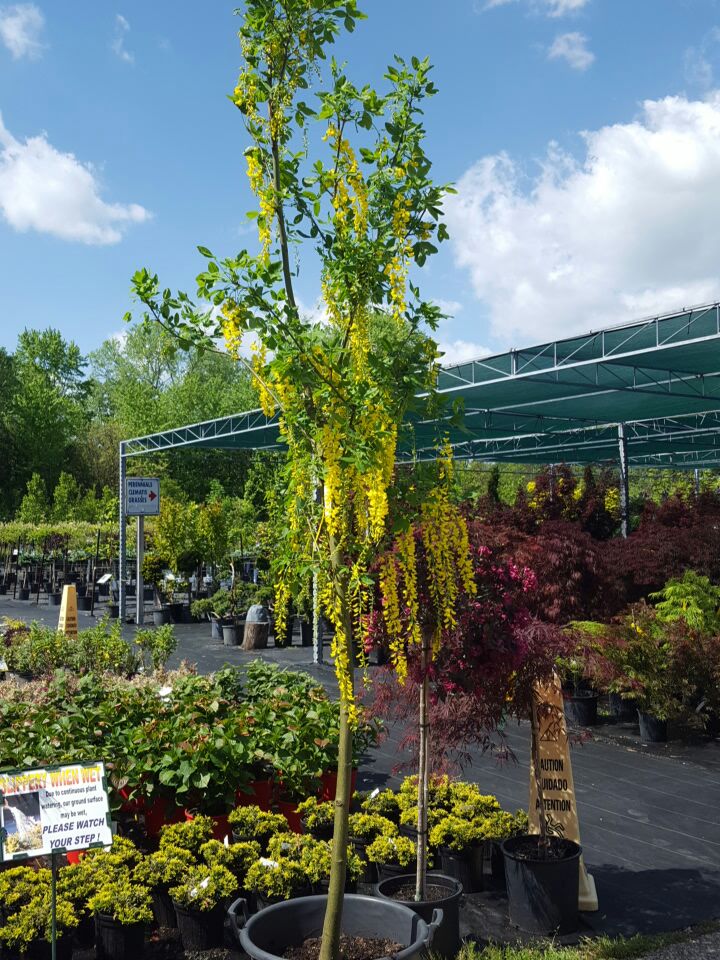 BLUE STAR NURSERY LTD. | 5056 Malden Rd, Windsor, ON N9E 3T9, Canada | Phone: (519) 966-5673