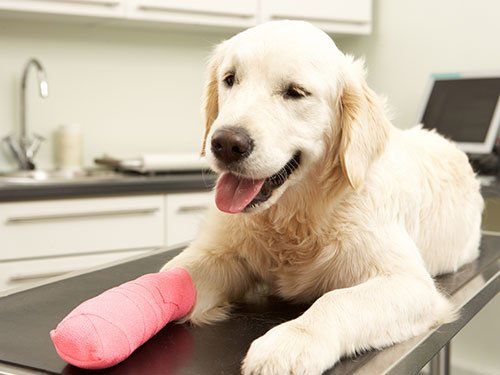 Deep River Veterinary Hospital | 5231 W Wendover Ave, High Point, NC 27265, USA | Phone: (336) 884-8848