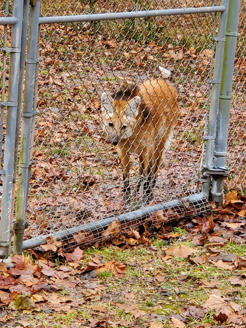 Endangered Wolf Center | 6750 Tyson Valley Rd, Eureka, MO 63025, USA | Phone: (636) 938-5900