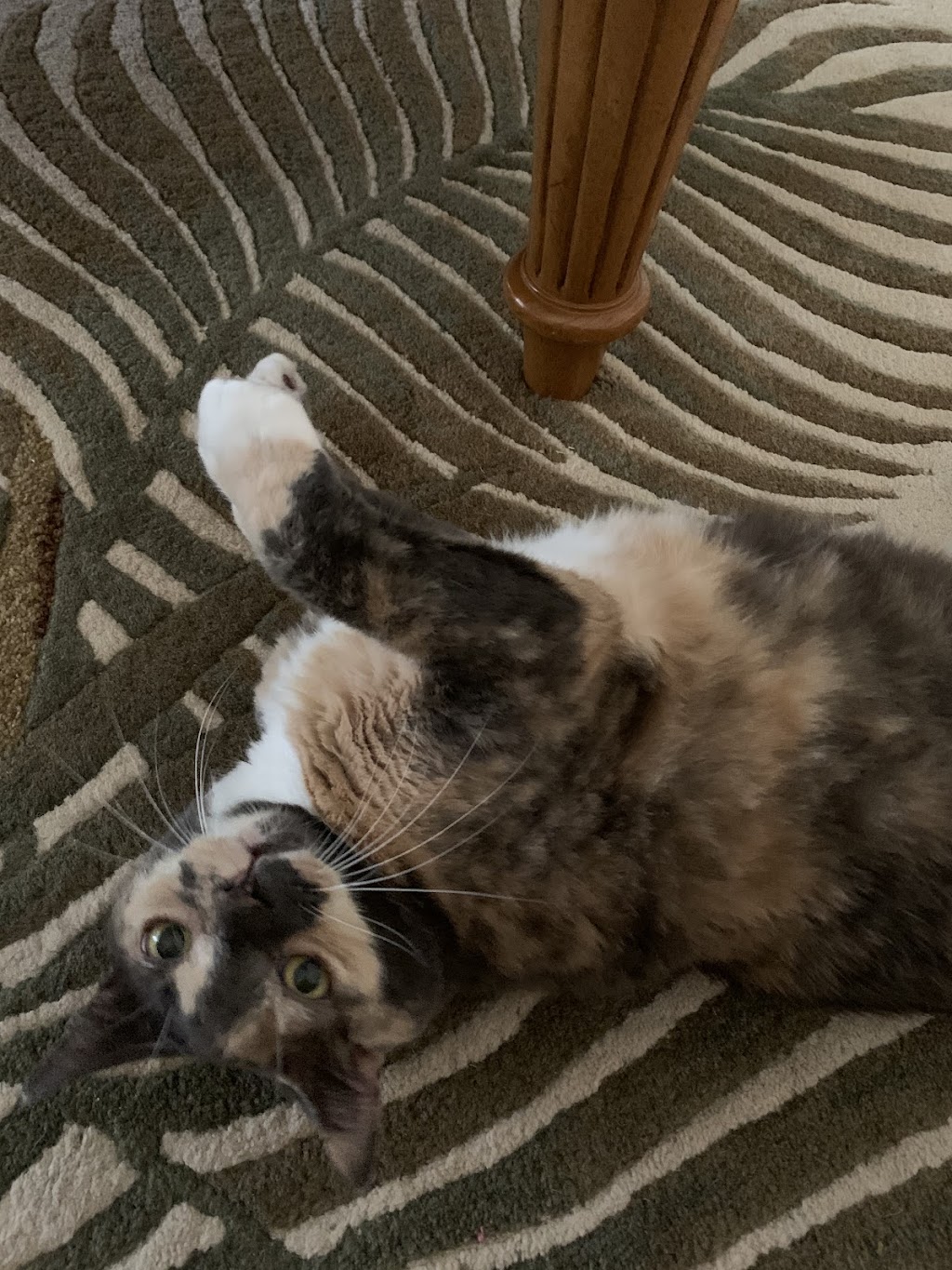 Fox & Friends Animal Hospital | 1024 Cypress Village Blvd, Ruskin, FL 33573, USA | Phone: (813) 633-2443