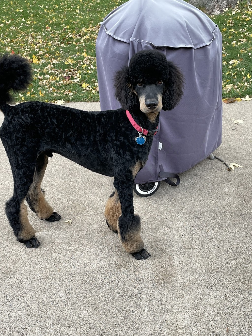 Dover Quality Poodles | 1662 164th Ln NW, Andover, MN 55304, USA | Phone: (763) 434-7332