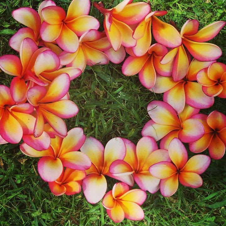 A Piece Of Paradise Hawaiian Plumeria | 26 Leilehua Rd, Wahiawa, HI 96786, USA | Phone: (808) 398-5203