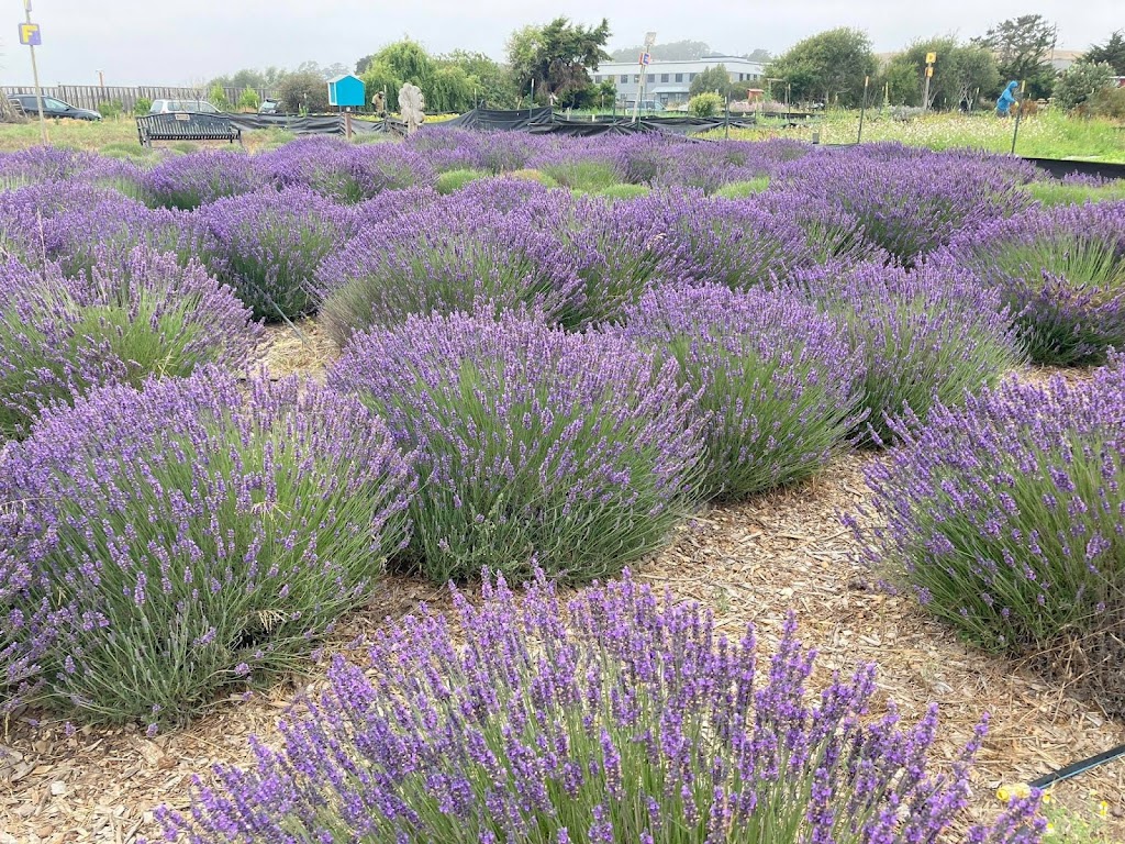 Natural Bridges Farm by Homeless Garden Project | Shaffer Rd, Santa Cruz, CA 95060, USA | Phone: (831) 426-3609