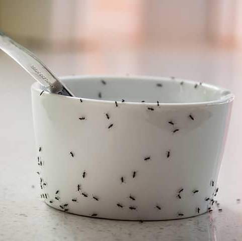 Crawford Pest Management LLC | 2908 W 93rd St S, Oktaha, OK 74450, USA | Phone: (918) 914-5817