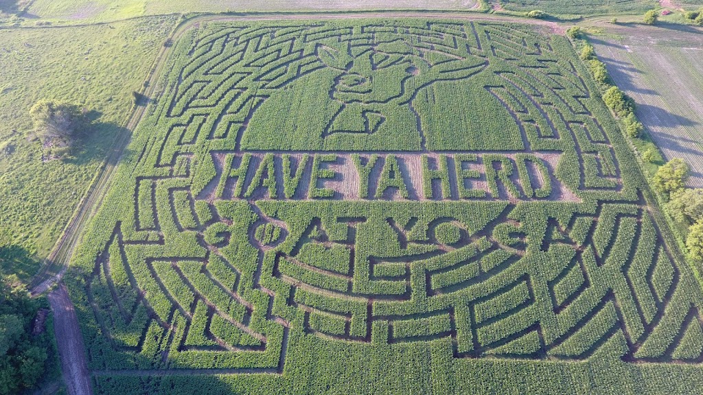 Have Ya Herd Goat Yoga & Corn Maze | 517 County Rd Ss, Roberts, WI 54023, USA | Phone: (612) 816-0722