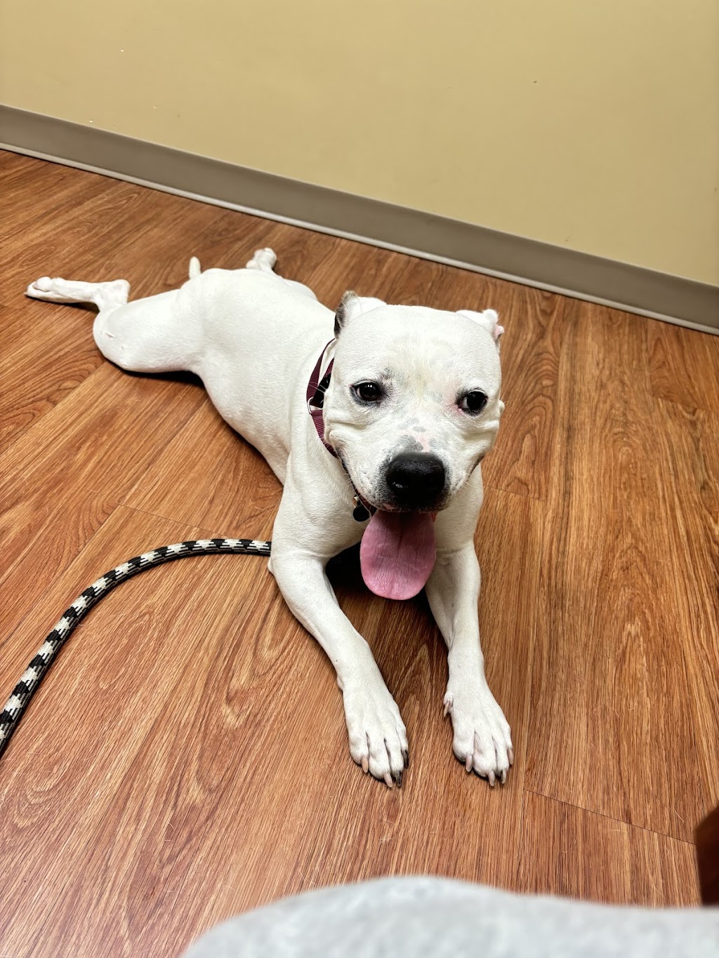 Lanier Animal Hospital | 5700 Cumming Hwy NE Building B, Sugar Hill, GA 30518, USA | Phone: (770) 831-5965