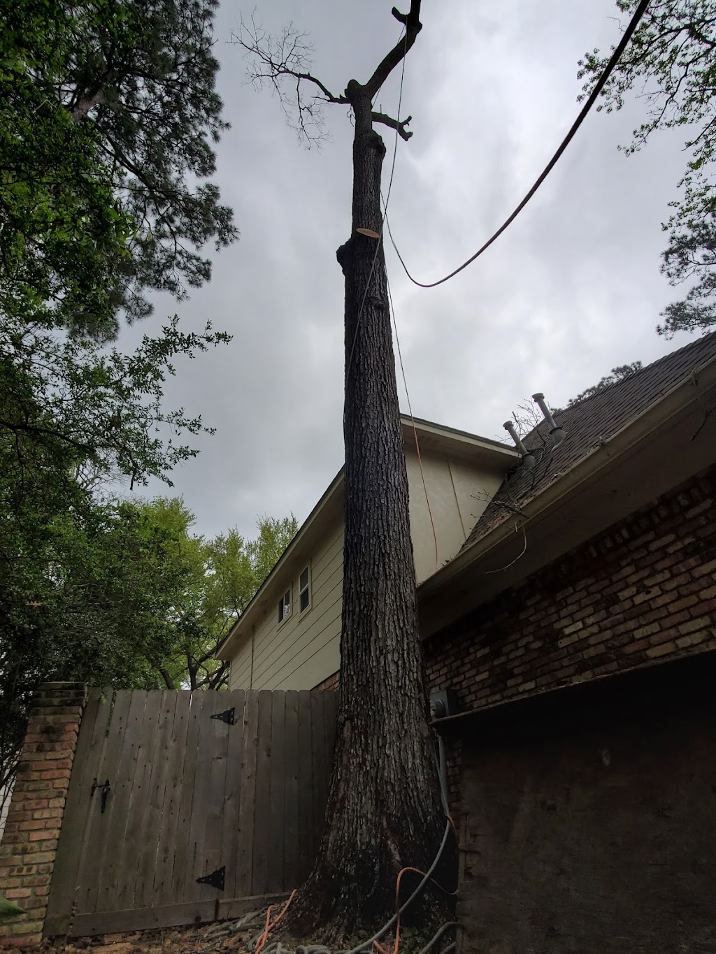 Jasmin tree service | 2789 County Rd 5018, Cleveland, TX 77327, USA | Phone: (832) 474-5191