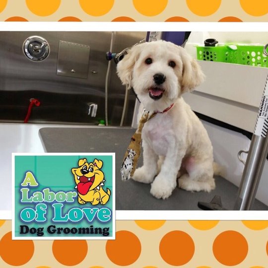 A Labor of Love Dog Grooming Salon | 10864 SW 104th St, Miami, FL 33176, USA | Phone: (305) 270-9170