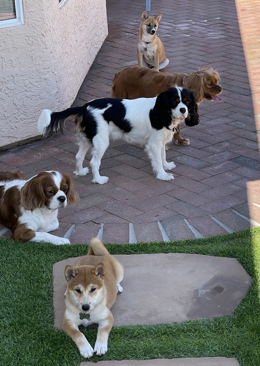 Dandi Puppies | 6120 W McGee Ranch Rd, Sahuarita, AZ 85629, USA | Phone: (818) 317-2295