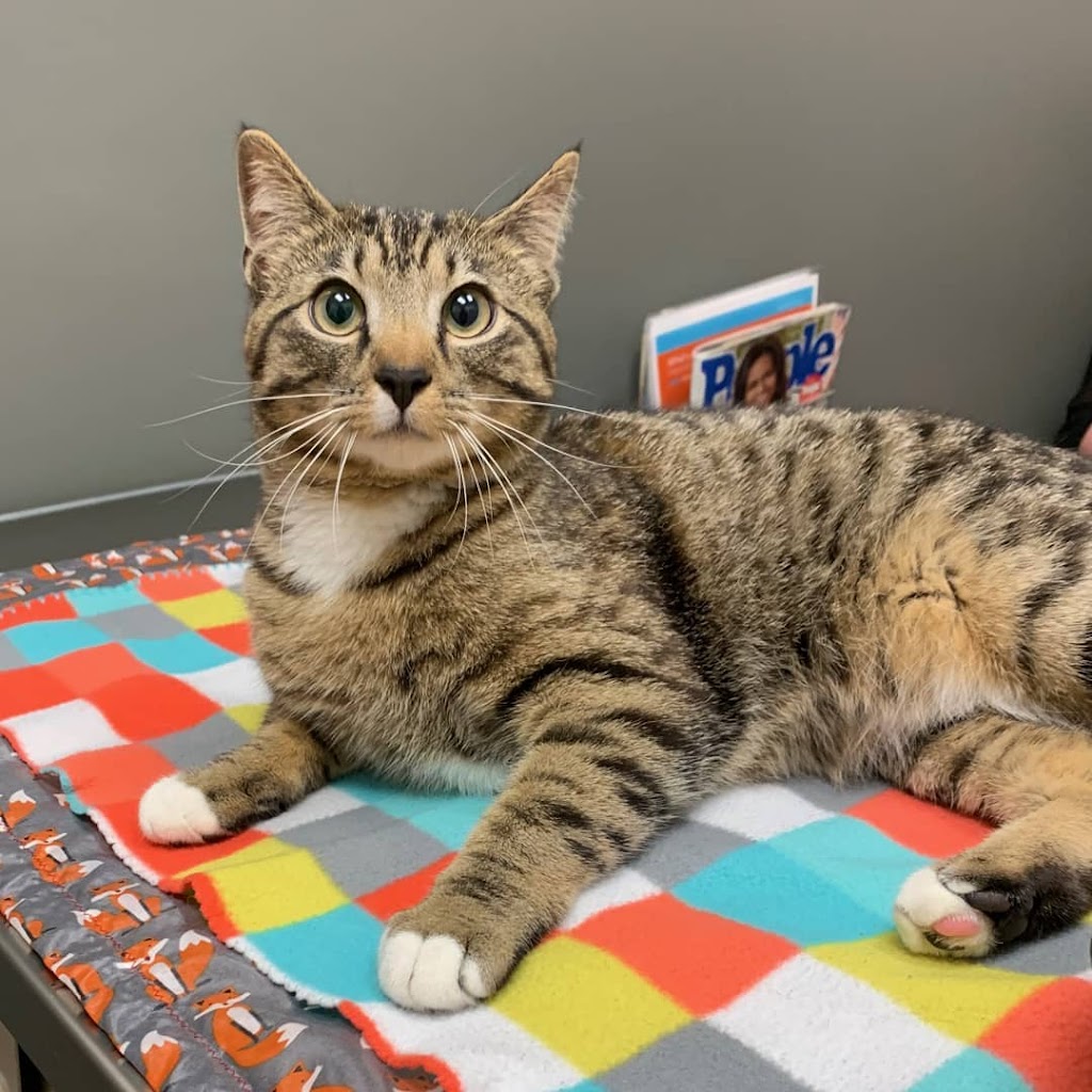 Family Pet Hospital | 815 E 17th Ave, Longmont, CO 80501, USA | Phone: (303) 485-1285