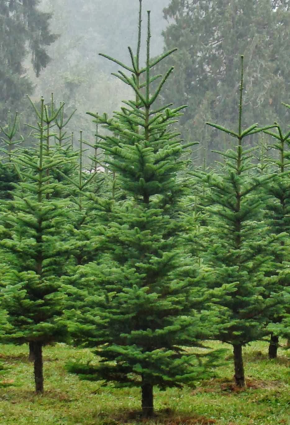 Hemstrom Valley Tree Farm | 4329 Robe Menzel Rd, Granite Falls, WA 98252, USA | Phone: (425) 374-9308