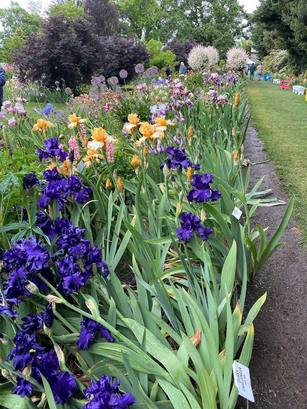 Schreiners Iris Gardens | 3625 Quinaby Rd NE, Salem, OR 97303, USA | Phone: (503) 393-3232