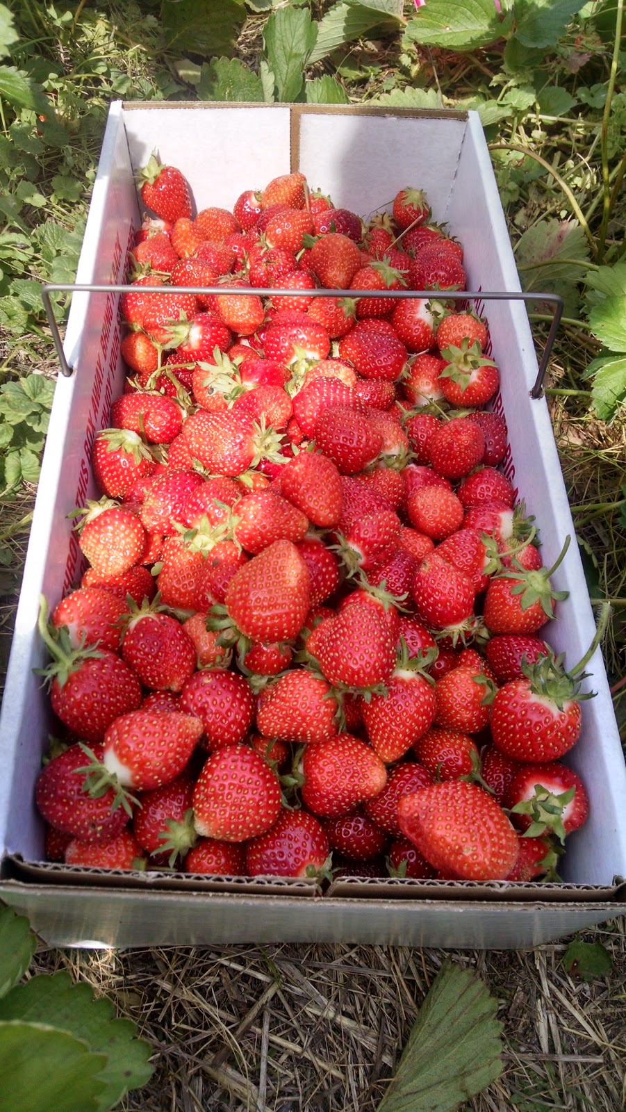 Dorans Farm Market | 5462 Babbitt Rd, New Albany, OH 43054, USA | Phone: (614) 855-3885