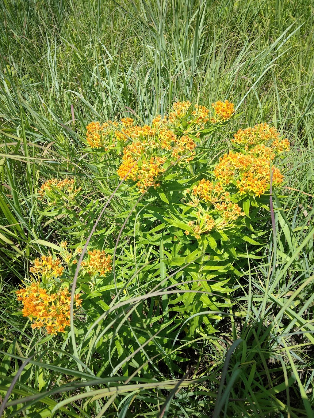 Benton Dam ‒ River Preserve County Park | 68552 Co Rd 31, New Paris, IN 46553, USA | Phone: (574) 535-6458