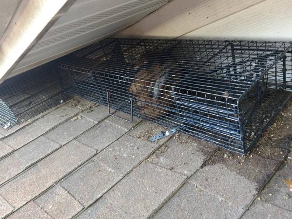 Burlington Wildlife Removal | 704 Cairn Cir, Burlington, NC 27217, USA | Phone: (336) 792-4680