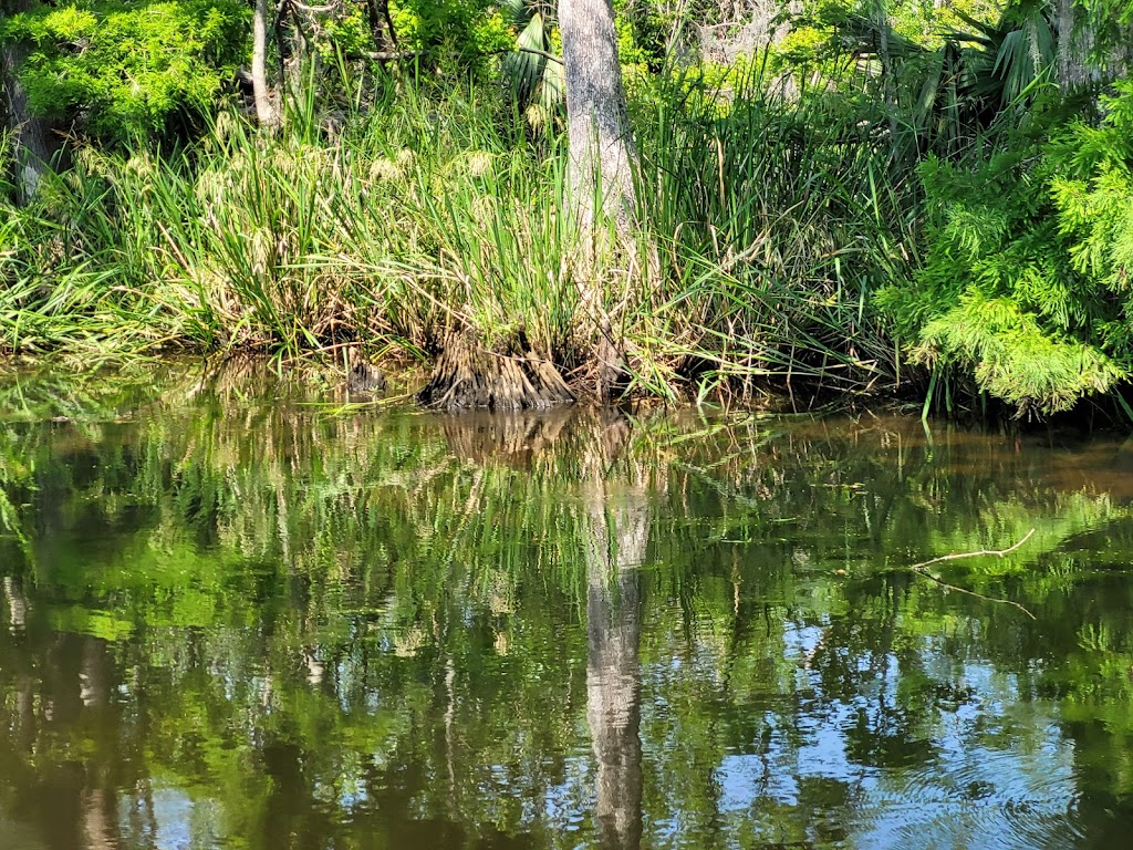 Maurepas Swamp Wildlife Management Area | Laplace, LA 70068, USA | Phone: (985) 543-4777