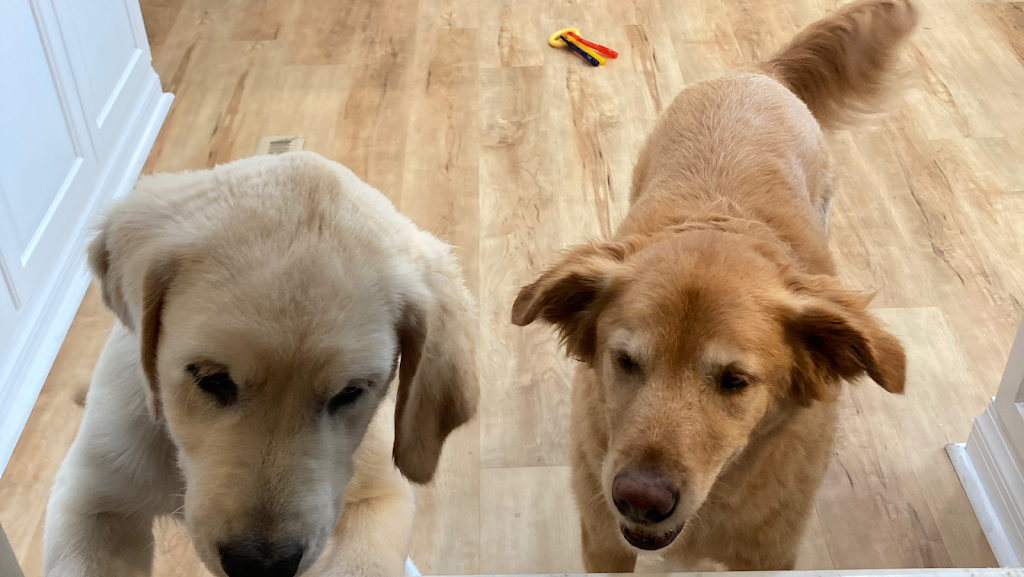 Daniels Floors | 478 S Atlanta St, Roswell, GA 30075, USA | Phone: (678) 768-4888