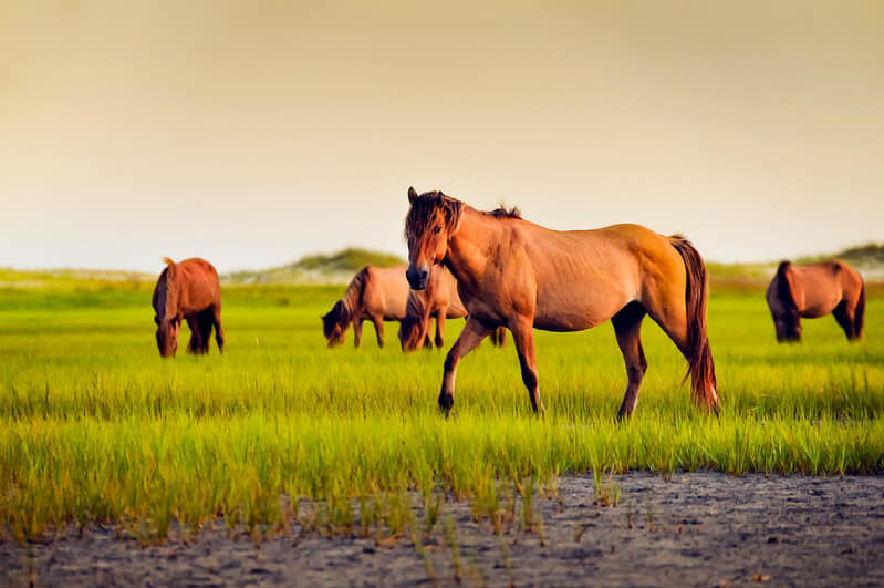 Eternal Memories Cremation and Disposal Pets/Livestock | 600 Henney Rd, Guthrie, OK 73044, USA | Phone: (563) 370-0864