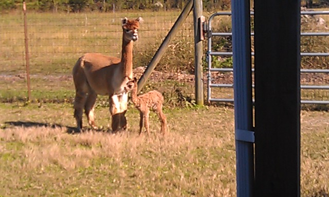 Alpacawaka Barn and Pastures, LLC | 393 Snowden Rd, Moyock, NC 27958, USA | Phone: (757) 450-9446