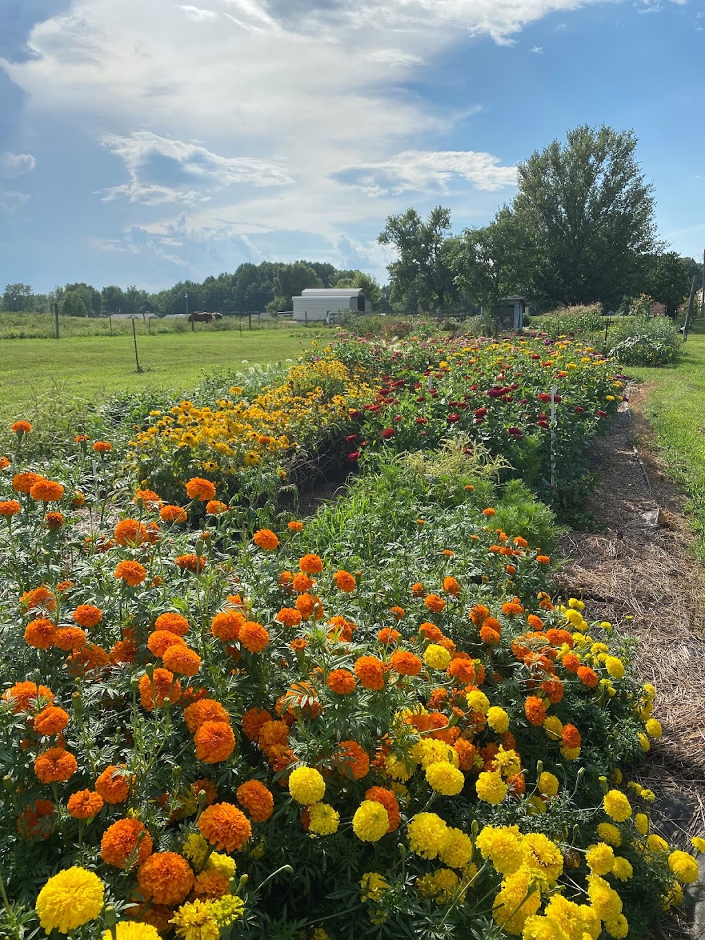 Carolina Blooms | 1246 County Home Rd, Blanch, NC 27212, USA | Phone: (336) 514-6984