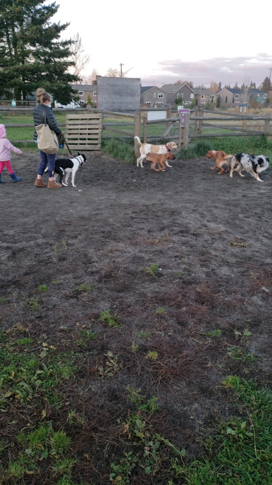 Cavalero Hill Dog Park | 7708 20th St SE, Lake Stevens, WA 98258, USA | Phone: (425) 388-6600