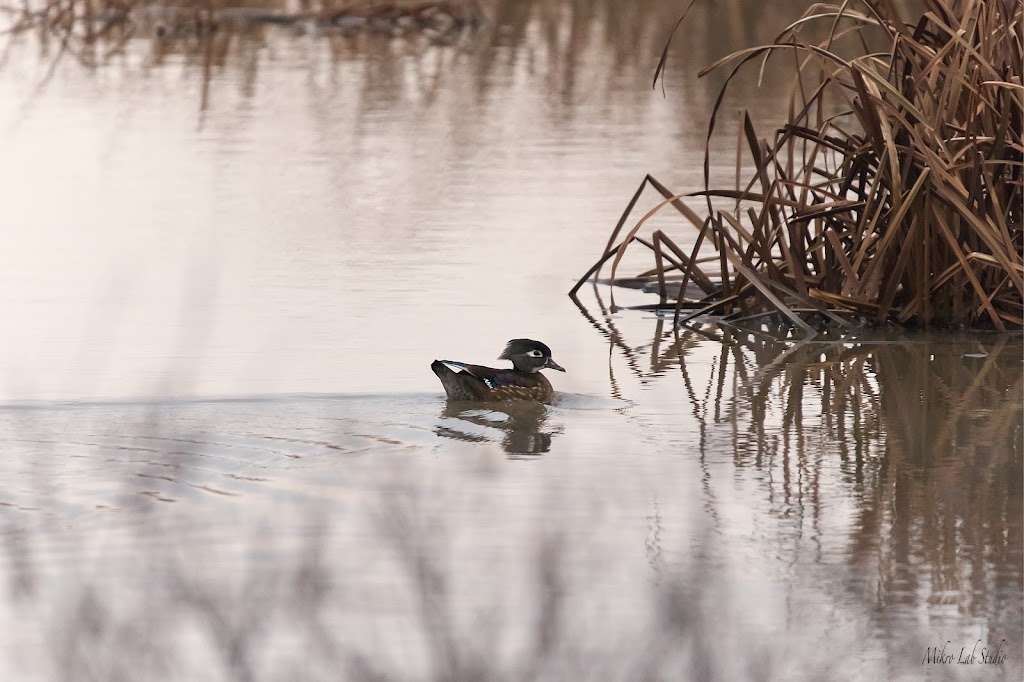 Mill Creek Wildlife Sanctuary | 2650 W Calla Rd, Canfield, OH 44406, USA | Phone: (330) 702-3000