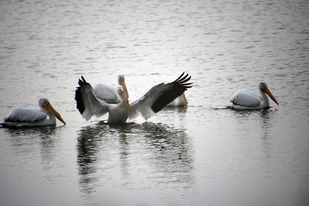 Patrick Marsh Wildlife Area | Stein Rd, Sun Prairie, WI 53590, USA | Phone: (608) 258-9797