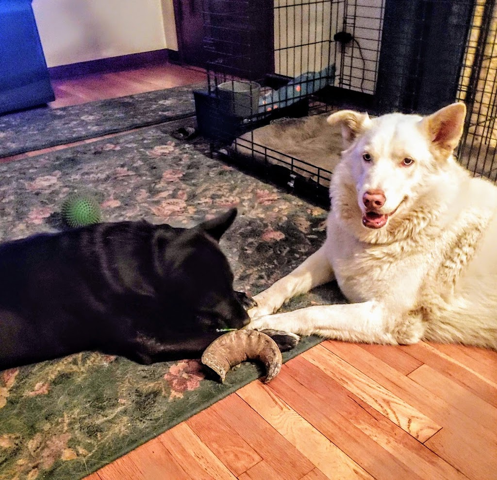 The Village Mutt | 665 E Foothill Blvd, Claremont, CA 91711, USA | Phone: (909) 624-3020